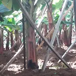 Fazenda Do Sousinha Πανσιόν 3*
