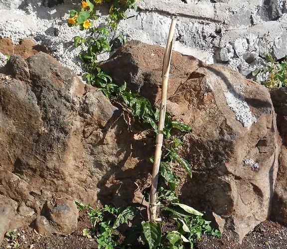 Fazenda Do Sousinha Funchal